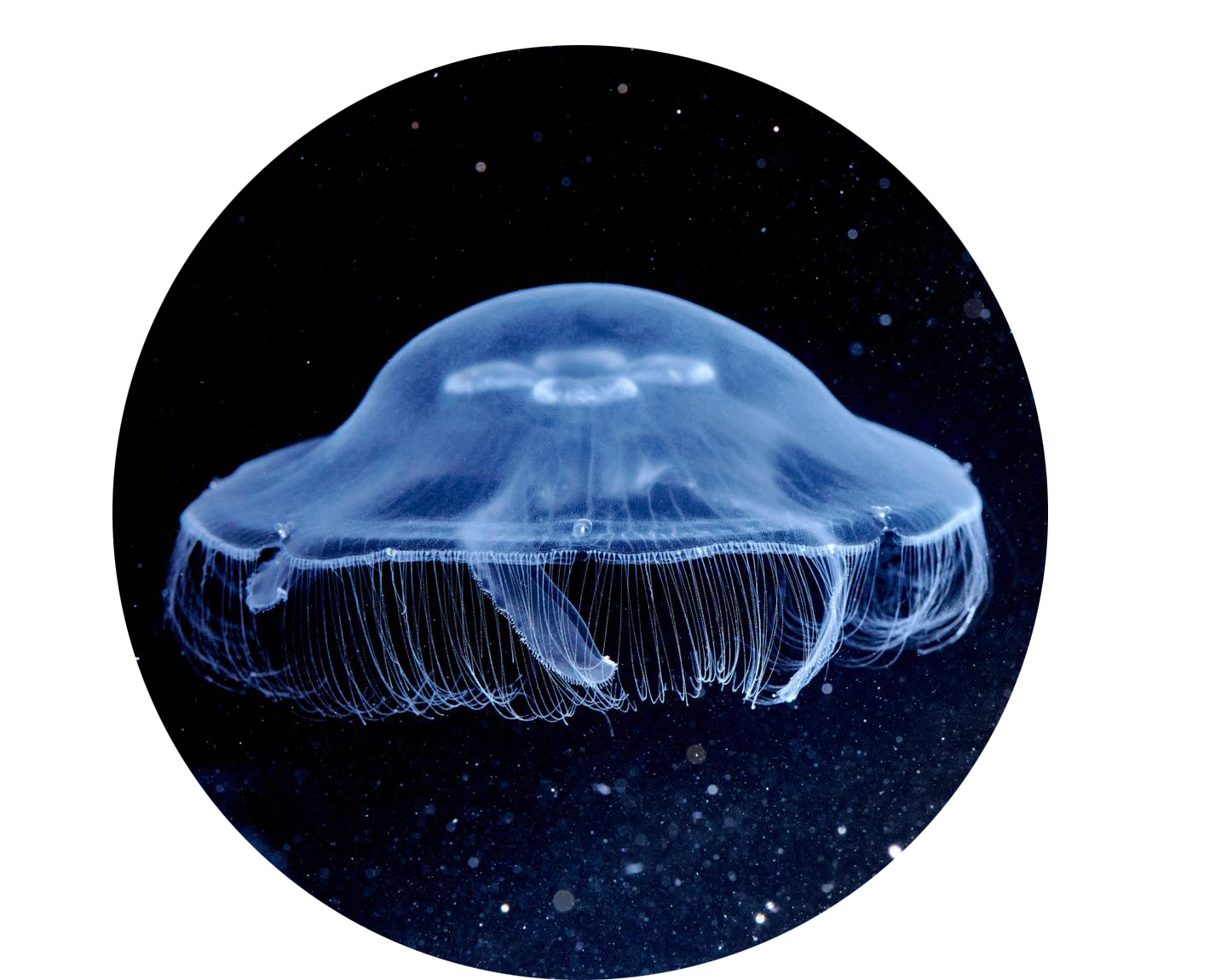 Moon Jellies: What You Need to Know